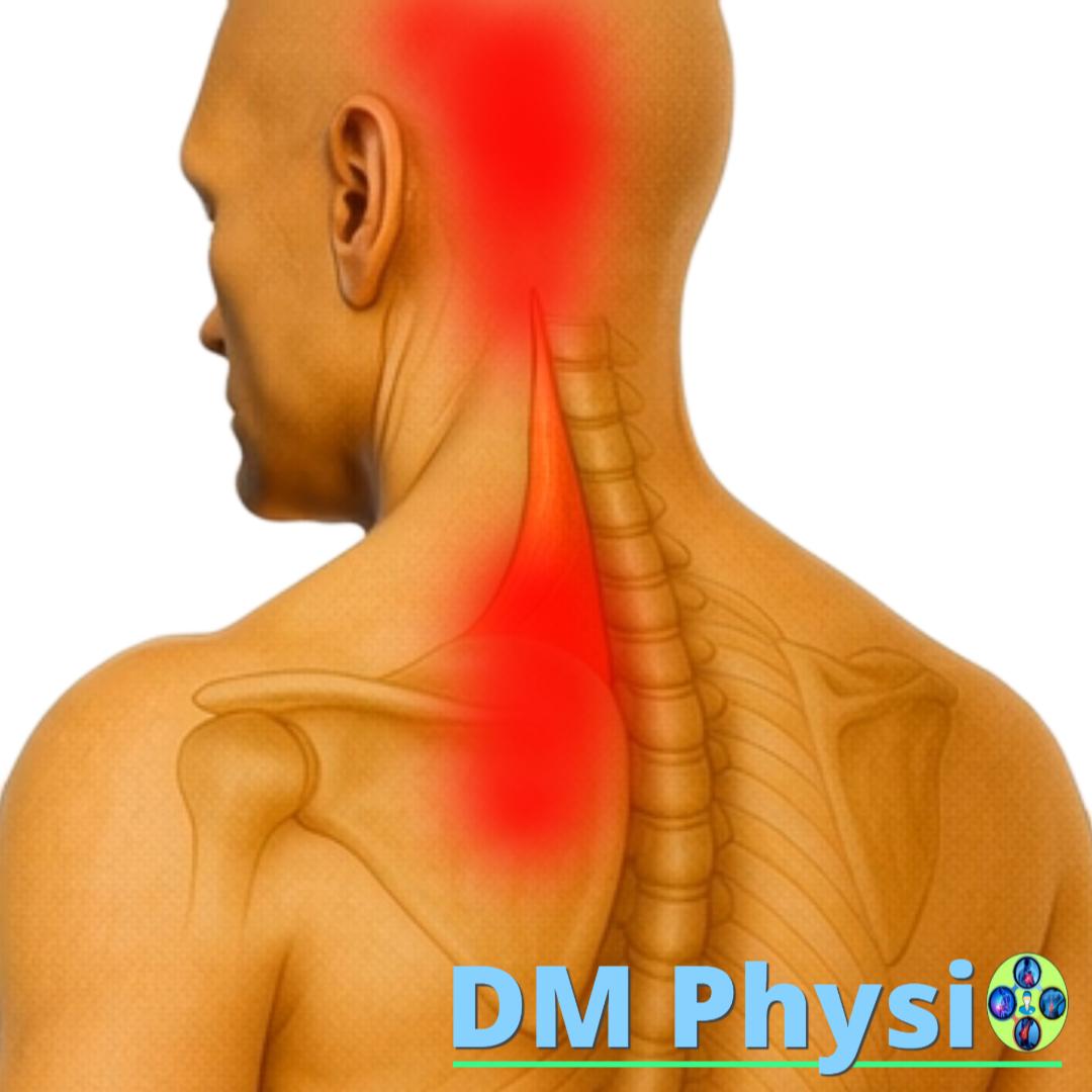 Изображение на мускула levator scapulae